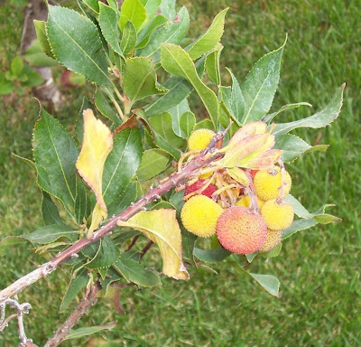 Corbezzolo Corbezzolo