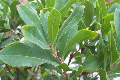 Corbezzolo Corbezzolo