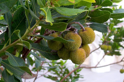 Corbezzolo Corbezzolo