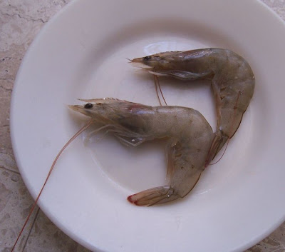 Common shrimp