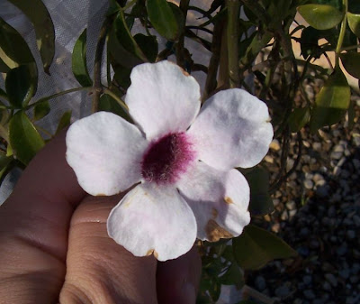 Bignonia jasminoides