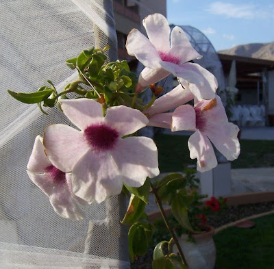 Bignonia jasminoides