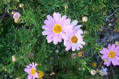 Brachyscome iberidifolia,
Swan River daisy
