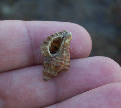 Ocenebra erinacea
