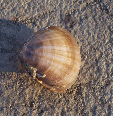 Mactra corallina