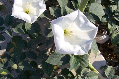 Angel's-trumpet, Datura inoxia Angel's-trumpet, Datura inoxia