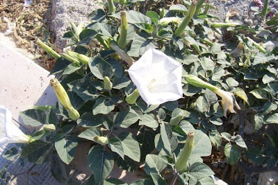 Angel's-trumpet, Datura inoxia Angel's-trumpet, Datura inoxia