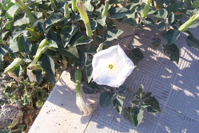 Angel's-trumpet, Datura inoxia Angel's-trumpet, Datura inoxia