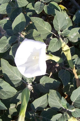 Sacred datura Sacred datura