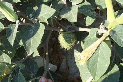 Angel's-trumpet, Datura inoxia Angel's-trumpet, Datura inoxia