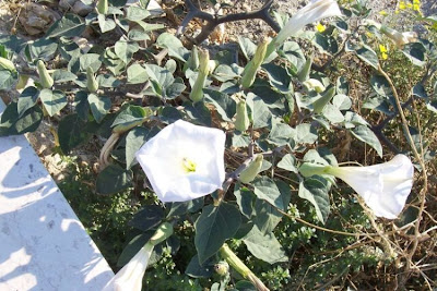 Angel's-trumpet, Datura inoxia Angel's-trumpet, Datura inoxia