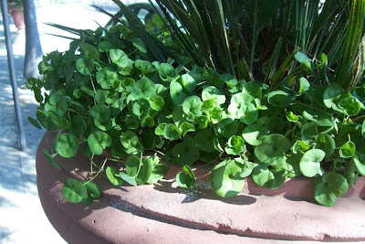 Dichondra,
dichondra,
ponysfoot Dichondra,
dichondra,
ponysfoot