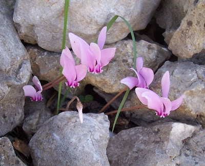 Neaopolitanisches Alpenveilchen