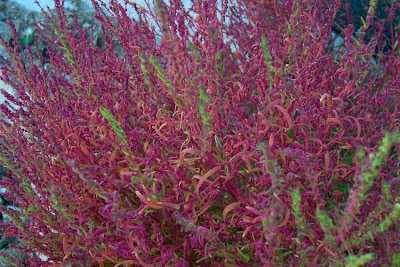Bassia scoparia,
Besenkraut,
burningbush,
Granata comune,
hokigi,
kochia,
Mexican firebrush,
Mexican fireweed,
mirabel,
mirabela,
mock cypress,
Summer Cypress,
summer-cypress