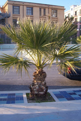 Washingtonia filifera,
California fan palm,
California washingtonia,
cotton palm,
desert fan palm,
palmier &eacute;vantail de Californie,
petticoat palm,
Washington palm,
Washingtonia de Castilla