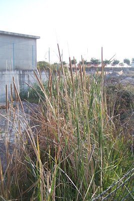 Cattail (common) Cattail (common)