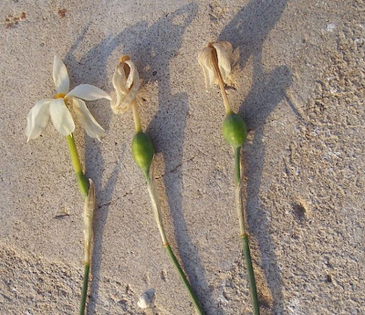 Narcissus serotinus L.