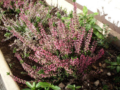 Calluna vulgaris,
biercol,
Brentoli,
Brughiera,
Brugo,
Grecchia,
heather,
ling,
red-heath,
Scotch heather,
Scots heather,
Sorcelli Calluna vulgaris,
biercol,
Brentoli,
Brughiera,
Brugo,
Grecchia,
heather,
ling,
red-heath,
Scotch heather,
Scots heather,
Sorcelli