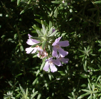 Westringia fruticosa,
Coastal Rosemary
