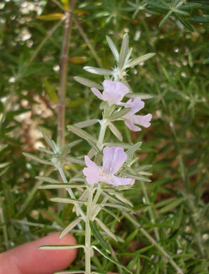 Westringia fruticosa,
Coastal Rosemary