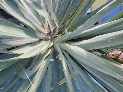 Yucca gloriosa,
Giucca,
Jucca,
moundlily yucca,
Spanish Dagger