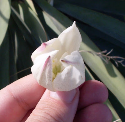 Yucca gloriosa,
Giucca,
Jucca,
moundlily yucca,
Spanish Dagger
