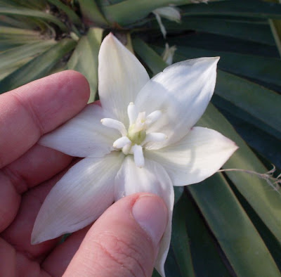 Yucca gloriosa,
Giucca,
Jucca,
moundlily yucca,
Spanish Dagger