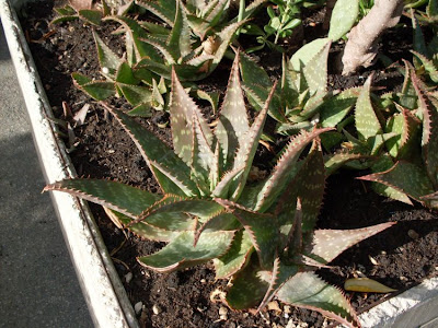 Broadleaf aloe