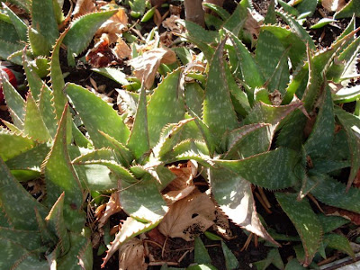 Broadleaf aloe