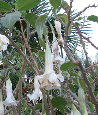 Floripondio
