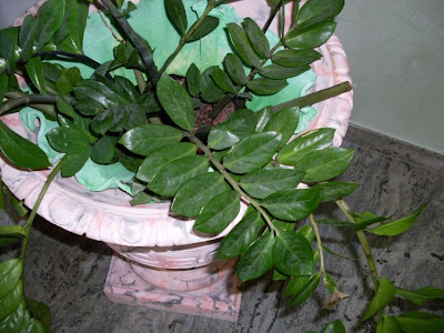 Zamioculcas zamiifolia