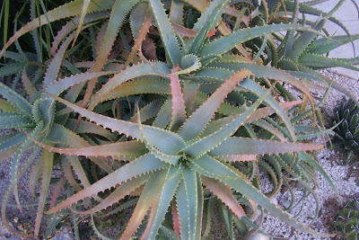 Candelabra-plant