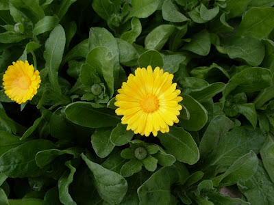 Calendula officinalis,
calendula,
Fiorrancio coltivato,
marigold,
pot marigold,
pot-marigold,
ruddles,
Scotch Marigold,
Scotch-marigold,
Scottish-marigold Calendula officinalis,
calendula,
Fiorrancio coltivato,
marigold,
pot marigold,
pot-marigold,
ruddles,
Scotch Marigold,
Scotch-marigold,
Scottish-marigold