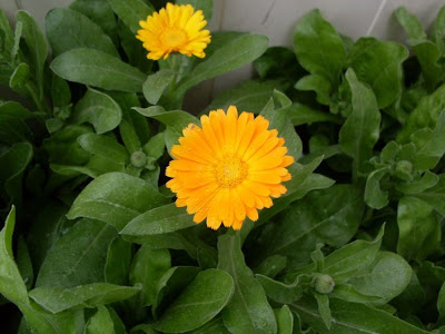 Calendula officinalis,
calendula,
Fiorrancio coltivato,
marigold,
pot marigold,
pot-marigold,
ruddles,
Scotch Marigold,
Scotch-marigold,
Scottish-marigold Calendula officinalis,
calendula,
Fiorrancio coltivato,
marigold,
pot marigold,
pot-marigold,
ruddles,
Scotch Marigold,
Scotch-marigold,
Scottish-marigold