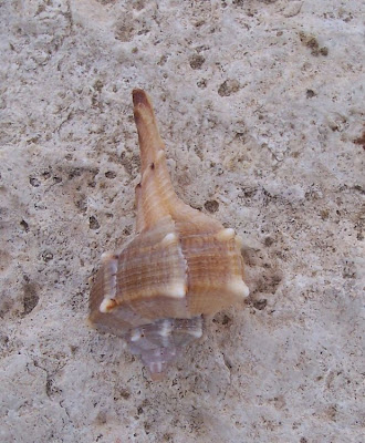 Bolinus brandaris Bolinus brandaris