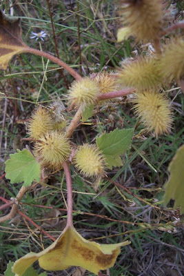 Xanthium strumarium,
Bardana minuta,
bardana-menor,
cadillo com&uacute;n,
California-bur,
Canada cockleburr,
carrapicho-de-carneiro,
carrapicho-grande,
cocklebur,
cockleburr,
common cocklebur,
Gew&ouml;hnliche Spitzklette,
kankerroos