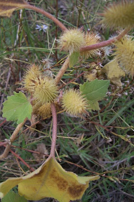 Xanthium strumarium,
Bardana minuta,
bardana-menor,
cadillo com&uacute;n,
California-bur,
Canada cockleburr,
carrapicho-de-carneiro,
carrapicho-grande,
cocklebur,
cockleburr,
common cocklebur,
Gew&ouml;hnliche Spitzklette,
kankerroos
