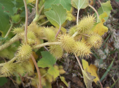 Xanthium strumarium,
Bardana minuta,
bardana-menor,
cadillo com&uacute;n,
California-bur,
Canada cockleburr,
carrapicho-de-carneiro,
carrapicho-grande,
cocklebur,
cockleburr,
common cocklebur,
Gew&ouml;hnliche Spitzklette,
kankerroos
