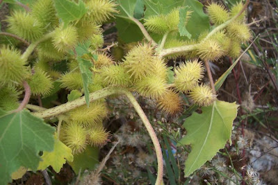 Xanthium strumarium,
Bardana minuta,
bardana-menor,
cadillo com&uacute;n,
California-bur,
Canada cockleburr,
carrapicho-de-carneiro,
carrapicho-grande,
cocklebur,
cockleburr,
common cocklebur,
Gew&ouml;hnliche Spitzklette,
kankerroos