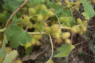 Xanthium strumarium,
Bardana minuta,
bardana-menor,
cadillo com&uacute;n,
California-bur,
Canada cockleburr,
carrapicho-de-carneiro,
carrapicho-grande,
cocklebur,
cockleburr,
common cocklebur,
Gew&ouml;hnliche Spitzklette,
kankerroos