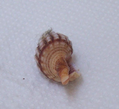 Fusinus syracusanus
