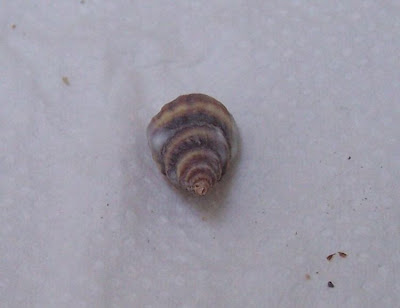 Nassarius nitidus