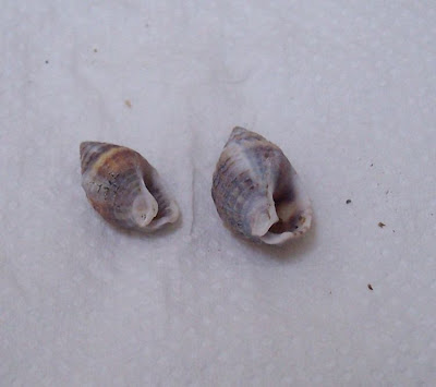 Nassarius nitidus