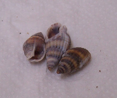 Nassarius nitidus