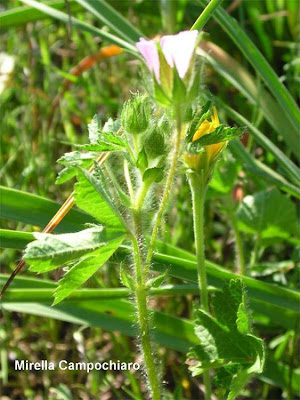 Malva-peluda