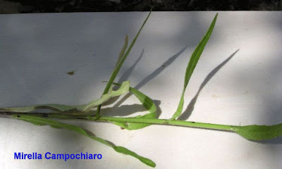 Campanula rapunculus L.