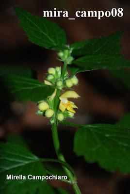 Lamiastrum galeobdolon (L.) Ehrend. et Polatschek