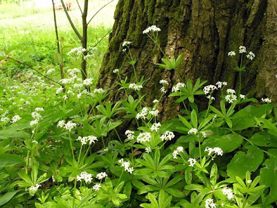 Woodruff Woodruff