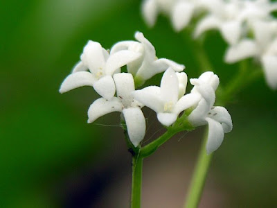 Woodruff Woodruff