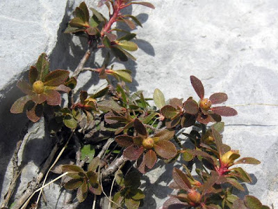 Hairy Alpenrose